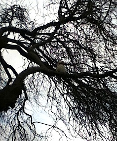 Kookaburra in old plum tree